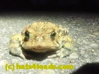 /home//u458753944/public_html/sourcegallery////////Roxborough Toad Detour/2024/2024-04-14/P4141365.JPG